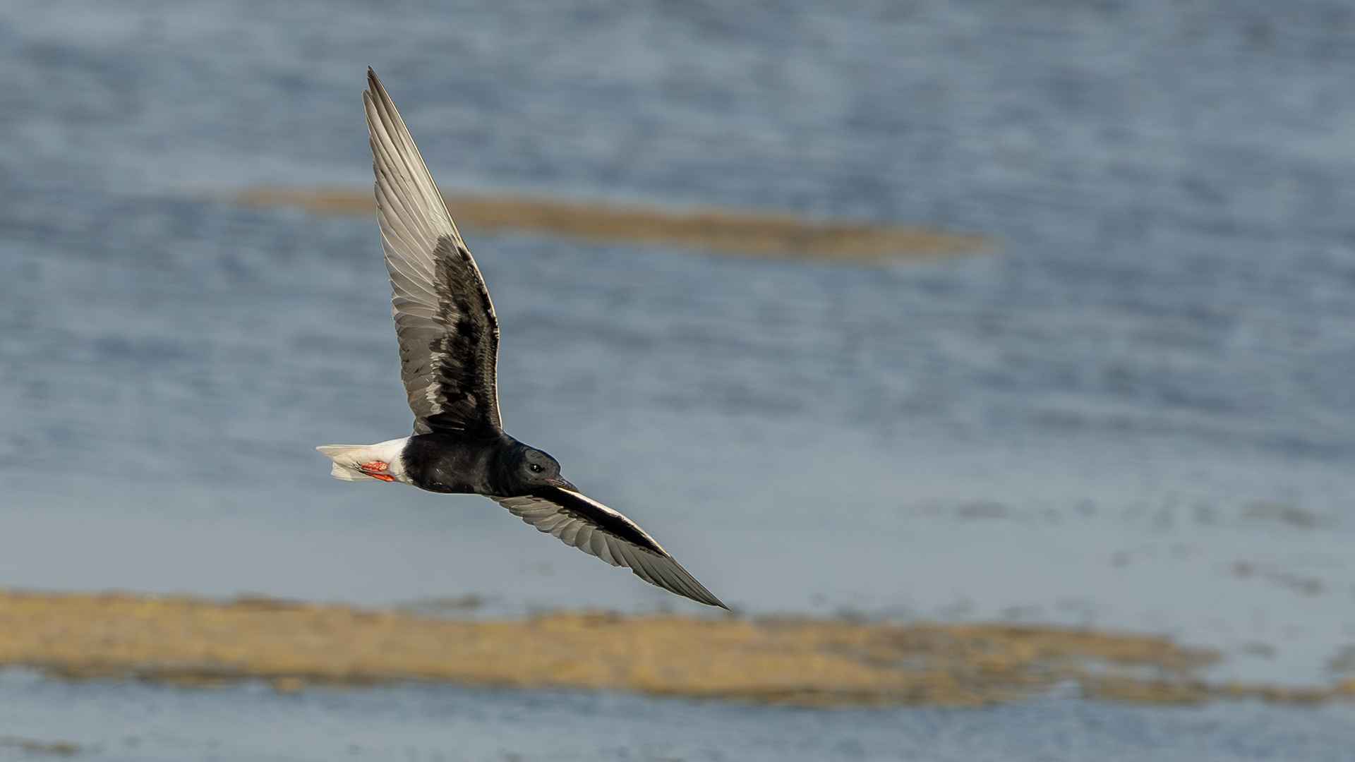 White-winged Tern